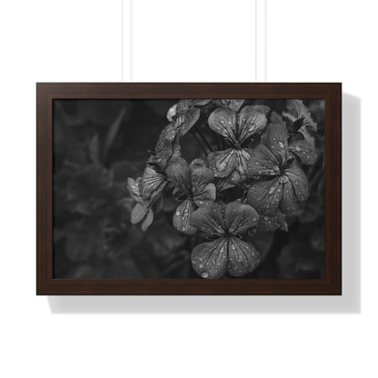 Geranium After a Light Rain Framed Print – Moody Botanical Floral Art, Monochrome Nature-Inspired Wall Decor