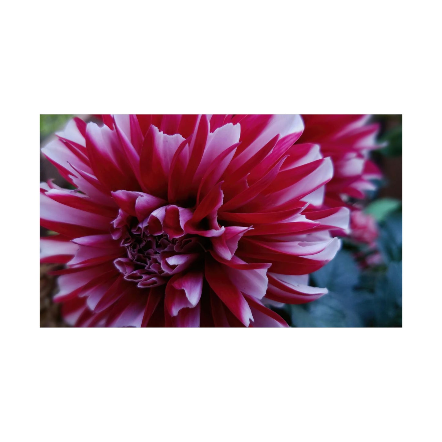 Red and White Dahlia Wall Poster – Botanical Floral Art Print, Cottagecore Summer Bloom Decor