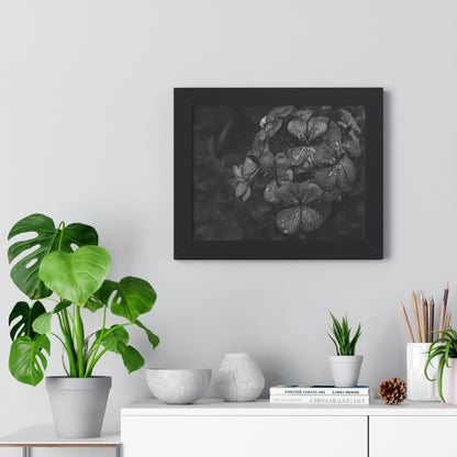 Geranium After a Light Rain Framed Print – Moody Botanical Floral Art, Monochrome Nature-Inspired Wall Decor