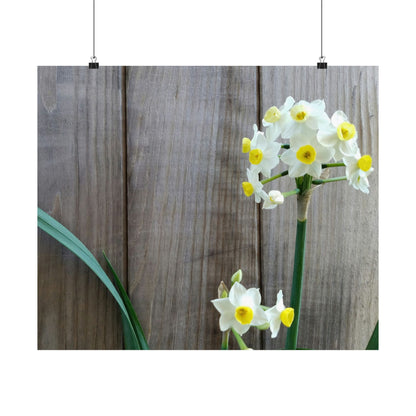 Daffodils by the Fence Poster – Rustic Spring Floral Wall Art for Cottagecore and Botanical Decor