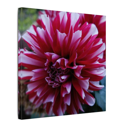 Red and White Dahlia Canvas Print – Bright Floral Nature Photography Wall Art