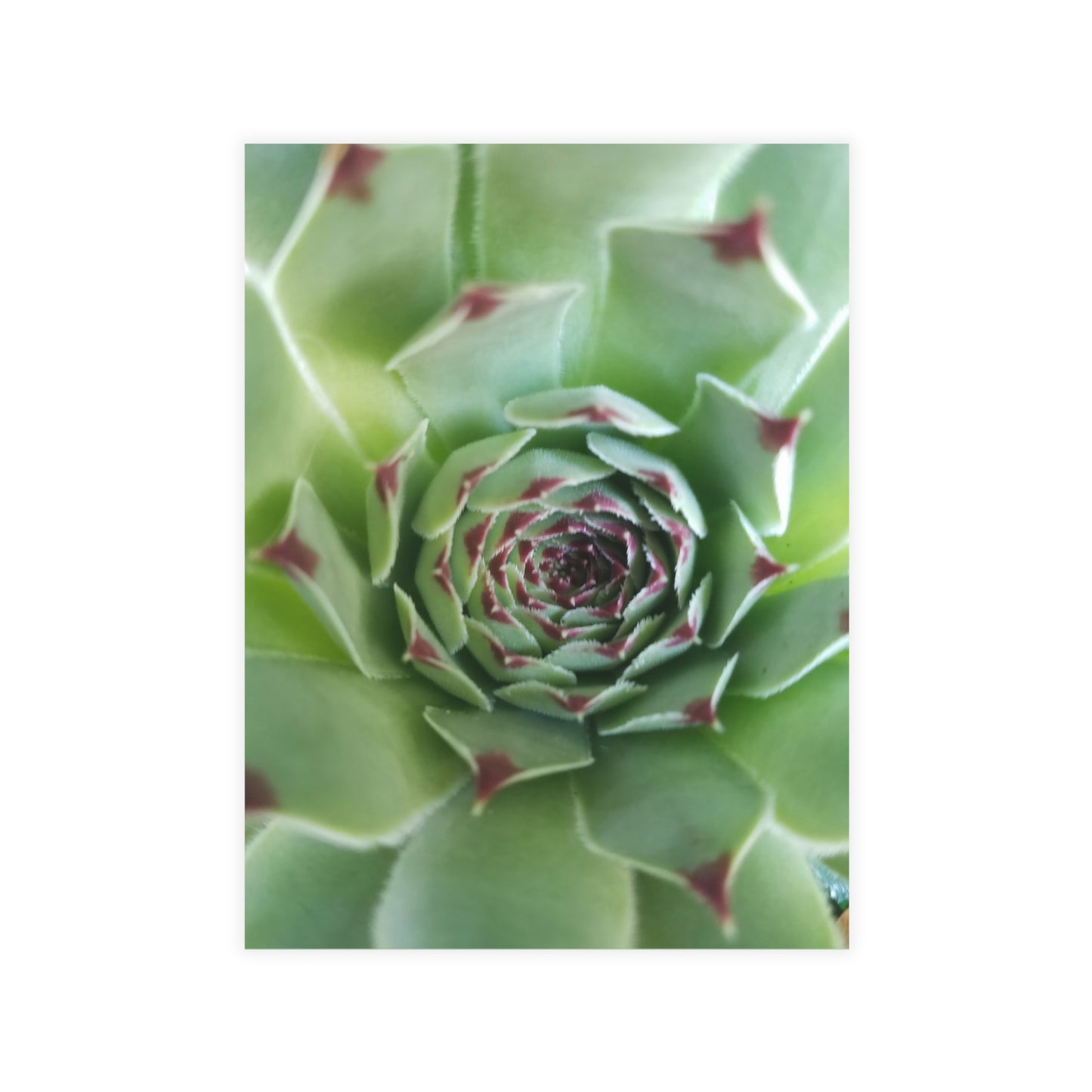 Pale Green Spiky Succulent Postcard – Botanical Art Print for Calm Minimalist Correspondence and Decor