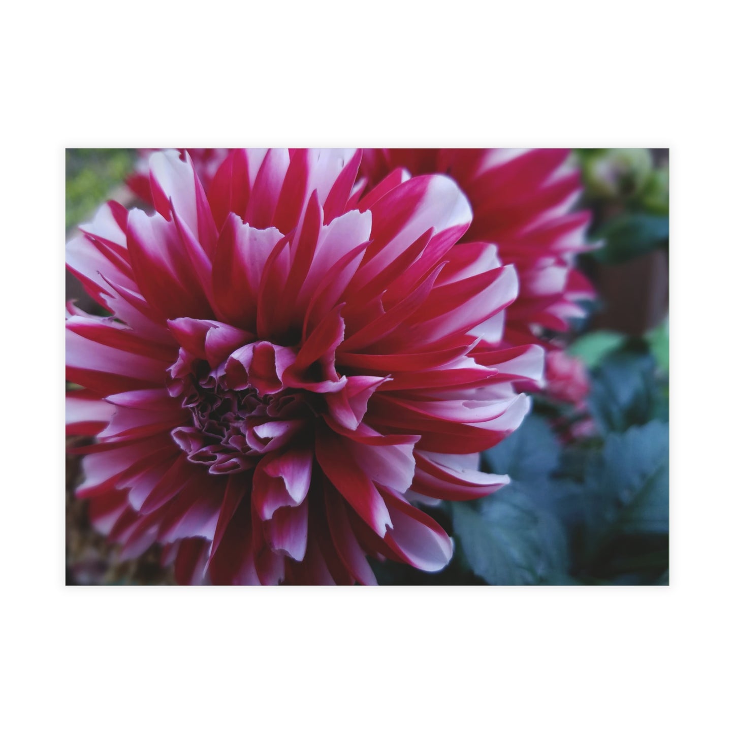 Red and White Dahlia Postcard – Botanical Floral Stationery for Garden-Inspired Correspondence