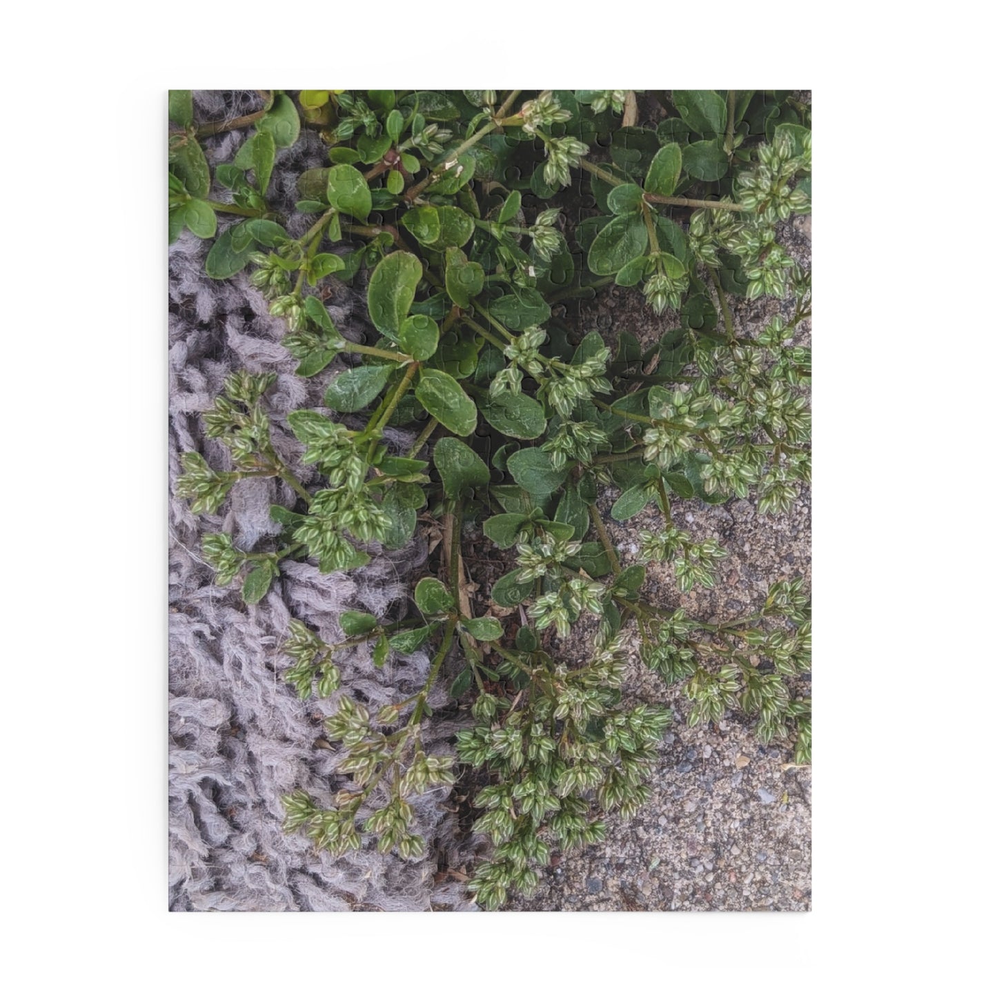 Where the Allseed Grows Puzzle – Urban Nature Minimalist Botanical Jigsaw with Concrete Texture