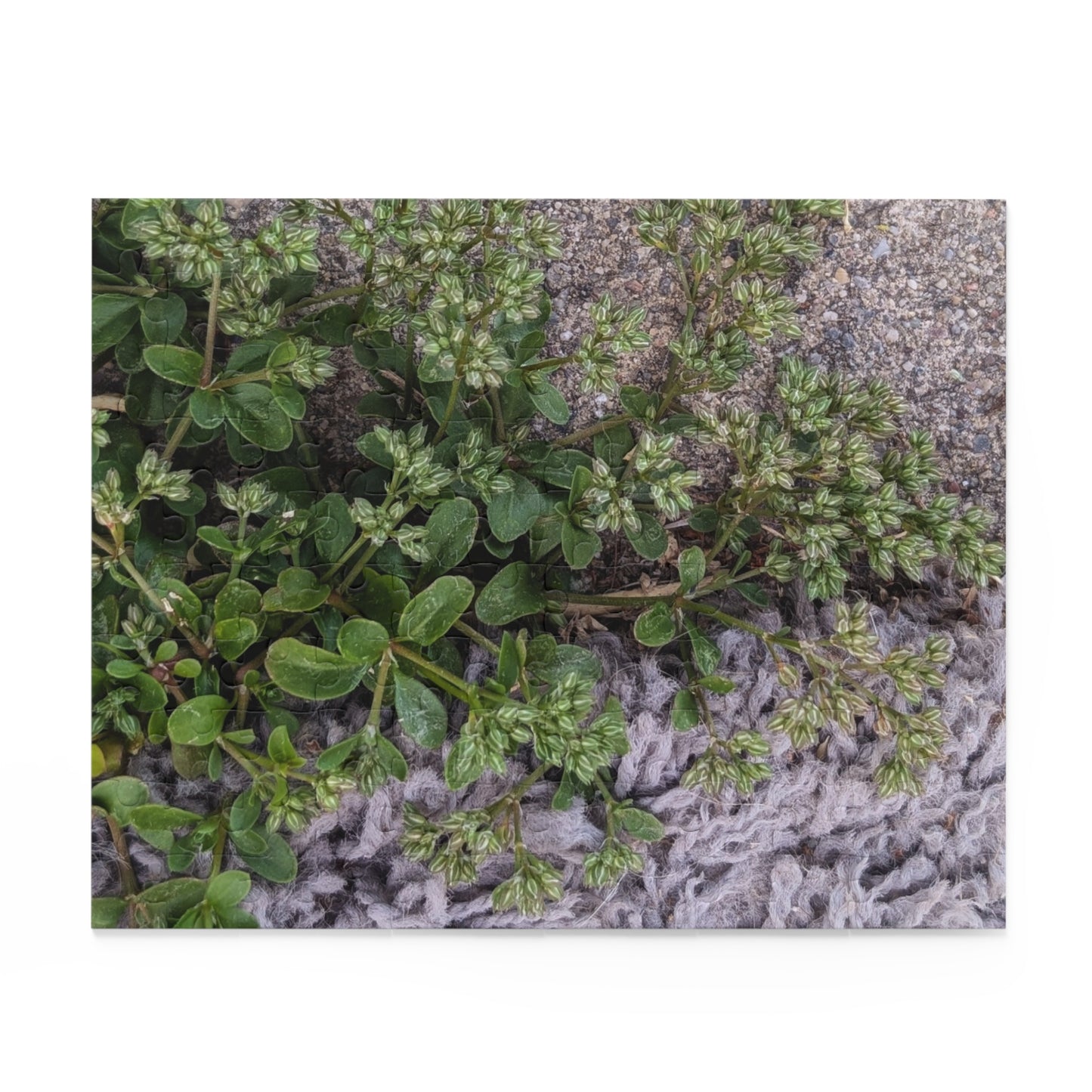 Where the Allseed Grows Puzzle – Urban Nature Minimalist Botanical Jigsaw with Concrete Texture