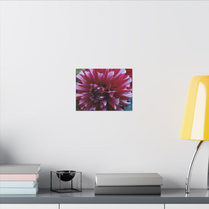 Red and White Dahlia Canvas Print – Bright Floral Nature Photography Wall Art