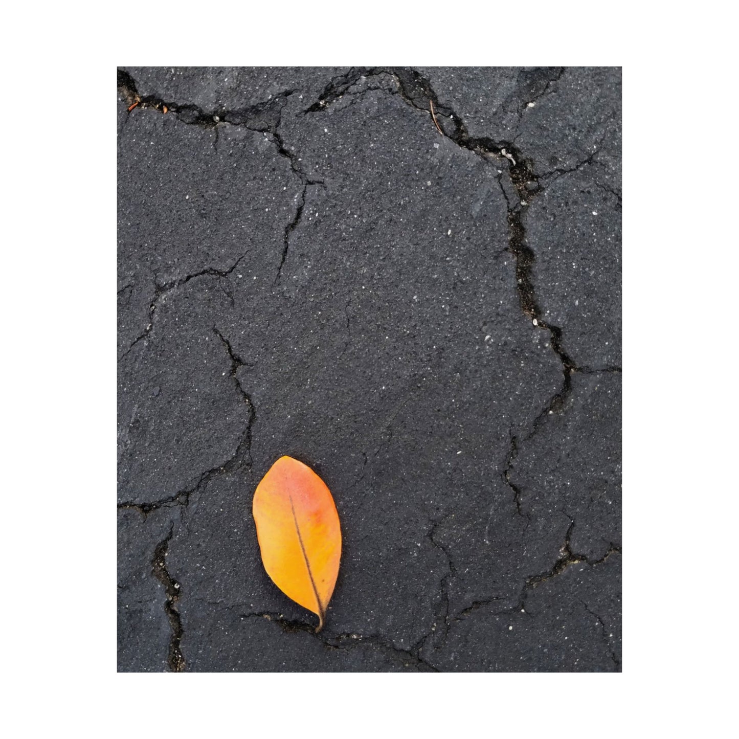 Orange Leaf Against Black Concrete Poster – Minimalist Nature Photography Wall Art