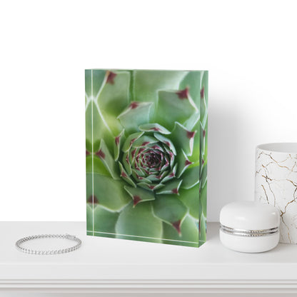 Pale Green Spiky Succulent Acrylic Block – Minimalist Botanical Desk Decor for Plant Lovers