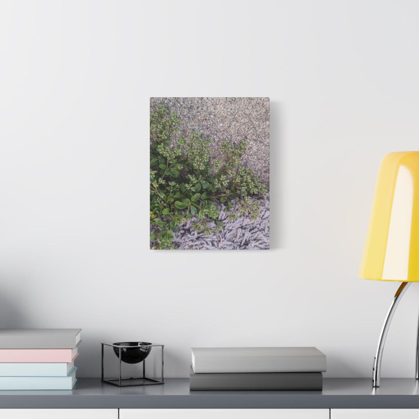 Where the Allseed Grows Canvas Print – Urban Nature Minimalist Botanical Wall Art with Concrete Texture