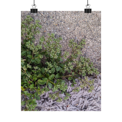 Where the Allseed Grows Poster – Urban Nature Minimalist Wall Art with Concrete Texture and Botanical Contrast