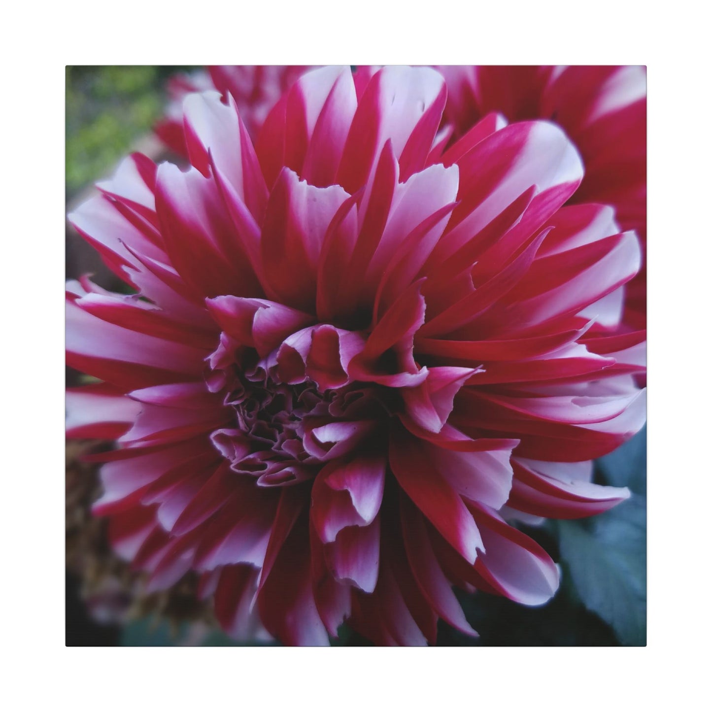 Red and White Dahlia Canvas Print – Bright Floral Nature Photography Wall Art