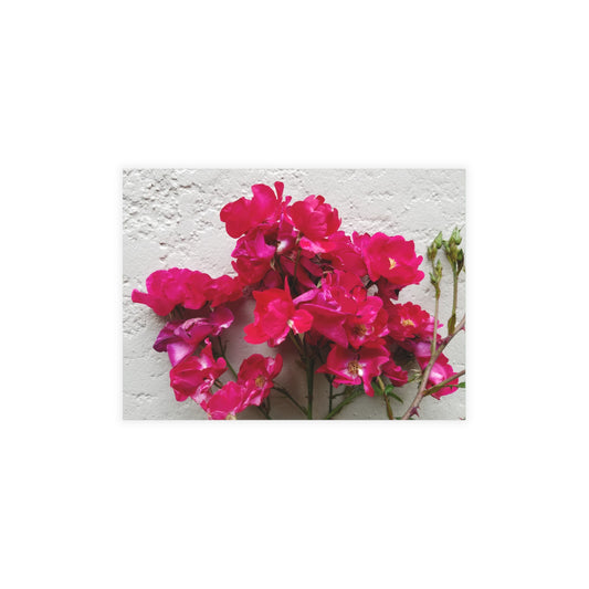 Bougainvillea Against White Stucco Wall Postcard – Mediterranean Floral Note Card, Cottagecore Botanical Stationery