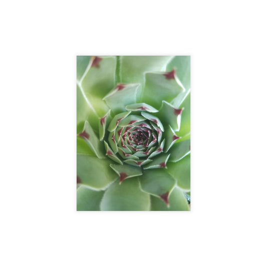 Pale Green Spiky Succulent Postcard – Botanical Art Print for Calm Minimalist Correspondence and Decor