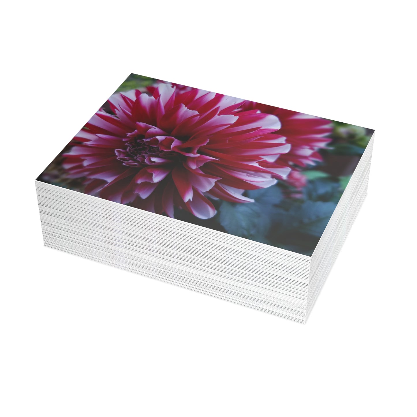 Red and White Dahlia Postcard – Botanical Floral Stationery for Garden-Inspired Correspondence