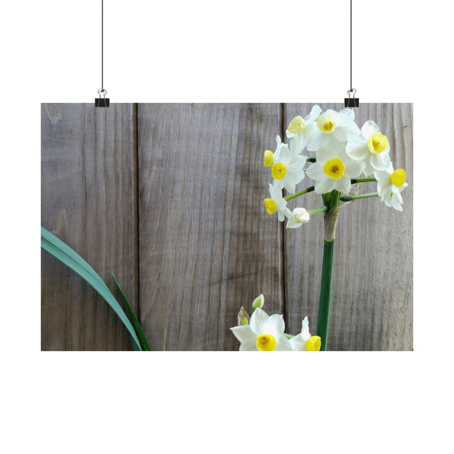 Daffodils by the Fence Poster – Rustic Spring Floral Wall Art for Cottagecore and Botanical Decor
