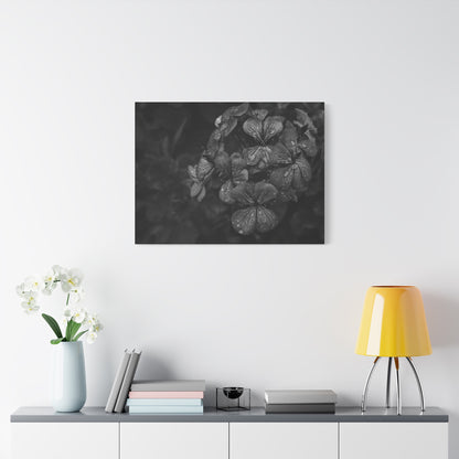 Black and white geranium wall decor with raindrop texture
