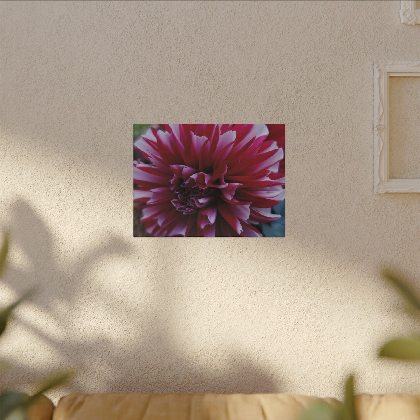 Red and White Dahlia Canvas Print – Bright Floral Nature Photography Wall Art