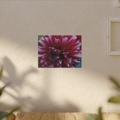 Red and White Dahlia Canvas Print – Bright Floral Nature Photography Wall Art