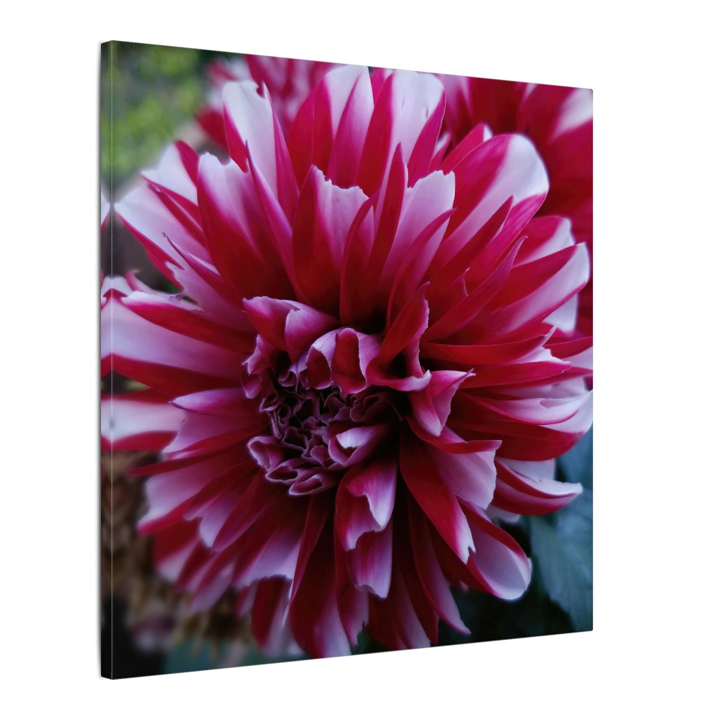 Red and White Dahlia Canvas Print – Bright Floral Nature Photography Wall Art