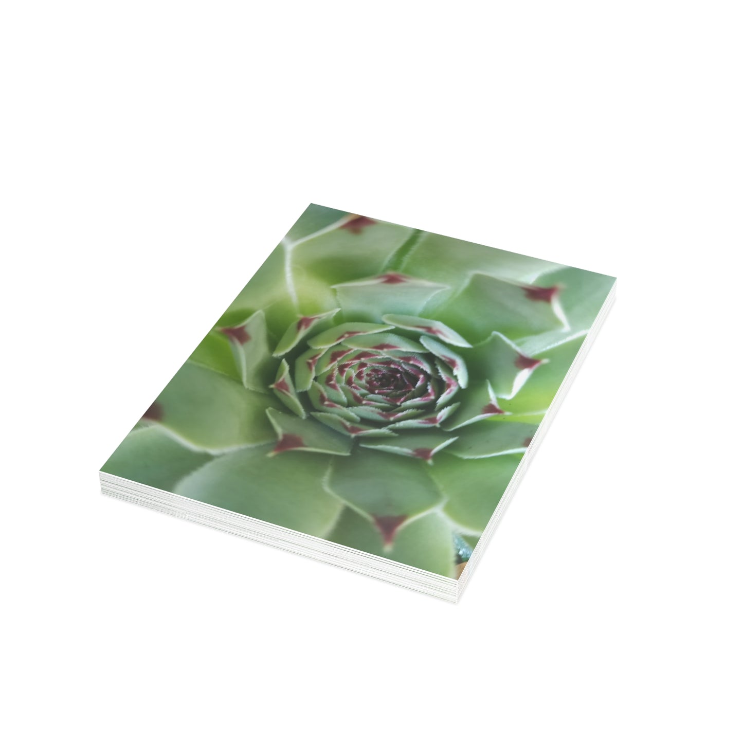 Pale Green Spiky Succulent Postcard – Botanical Art Print for Calm Minimalist Correspondence and Decor