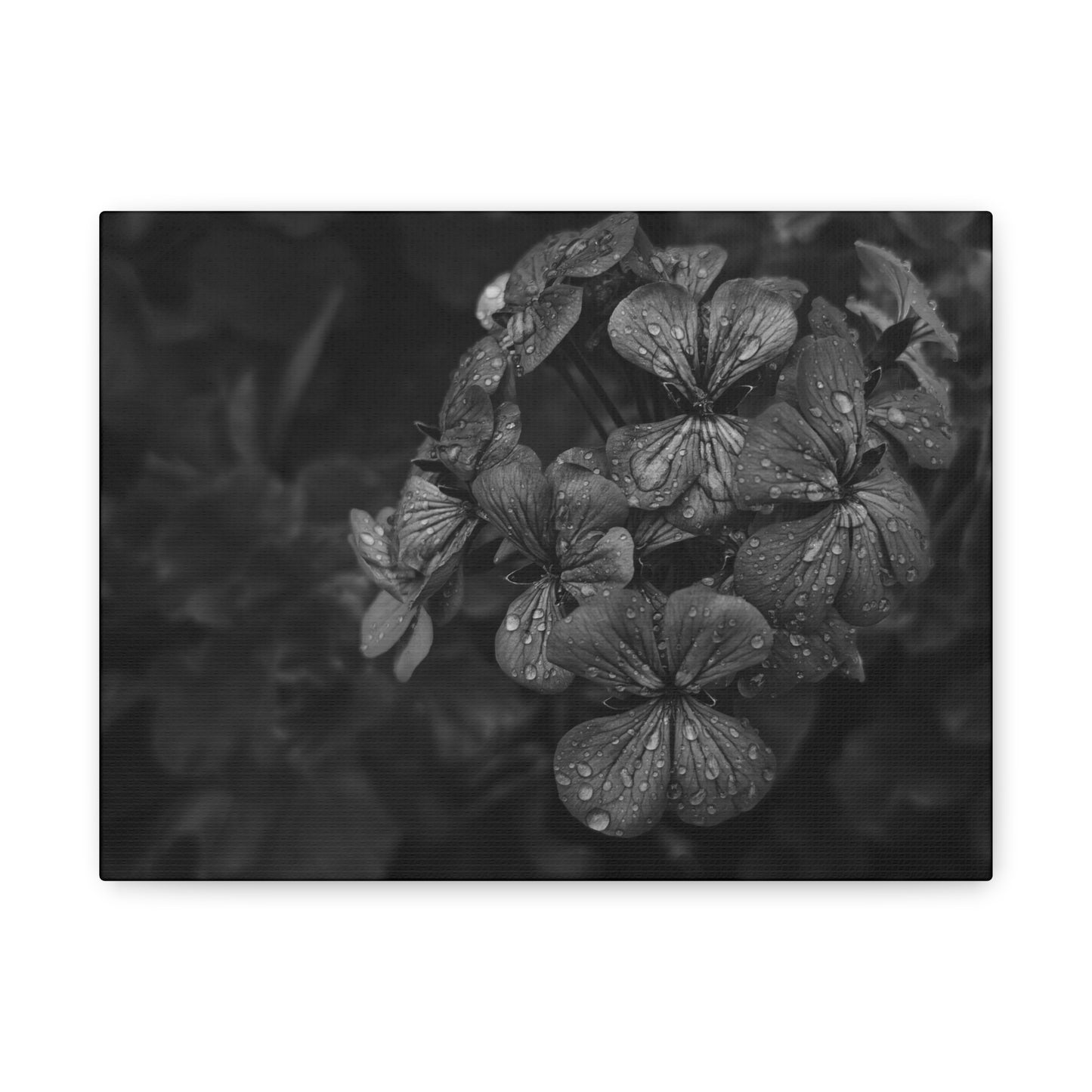 Geranium floral print with water droplets in monochrome