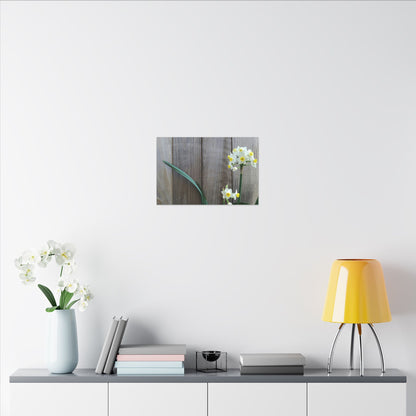 Daffodils by the Fence Canvas Print – Rustic Floral Photography Wall Art