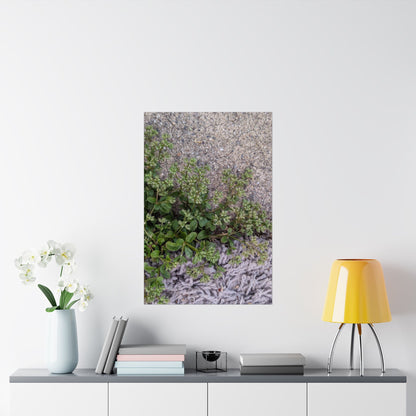 Where the Allseed Grows Poster – Urban Nature Minimalist Wall Art with Concrete Texture and Botanical Contrast