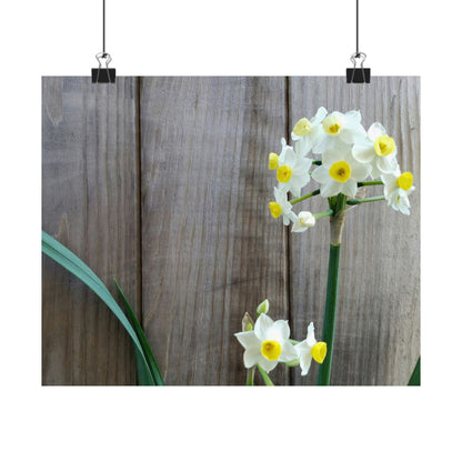 Daffodils by the Fence Poster – Rustic Spring Floral Wall Art for Cottagecore and Botanical Decor