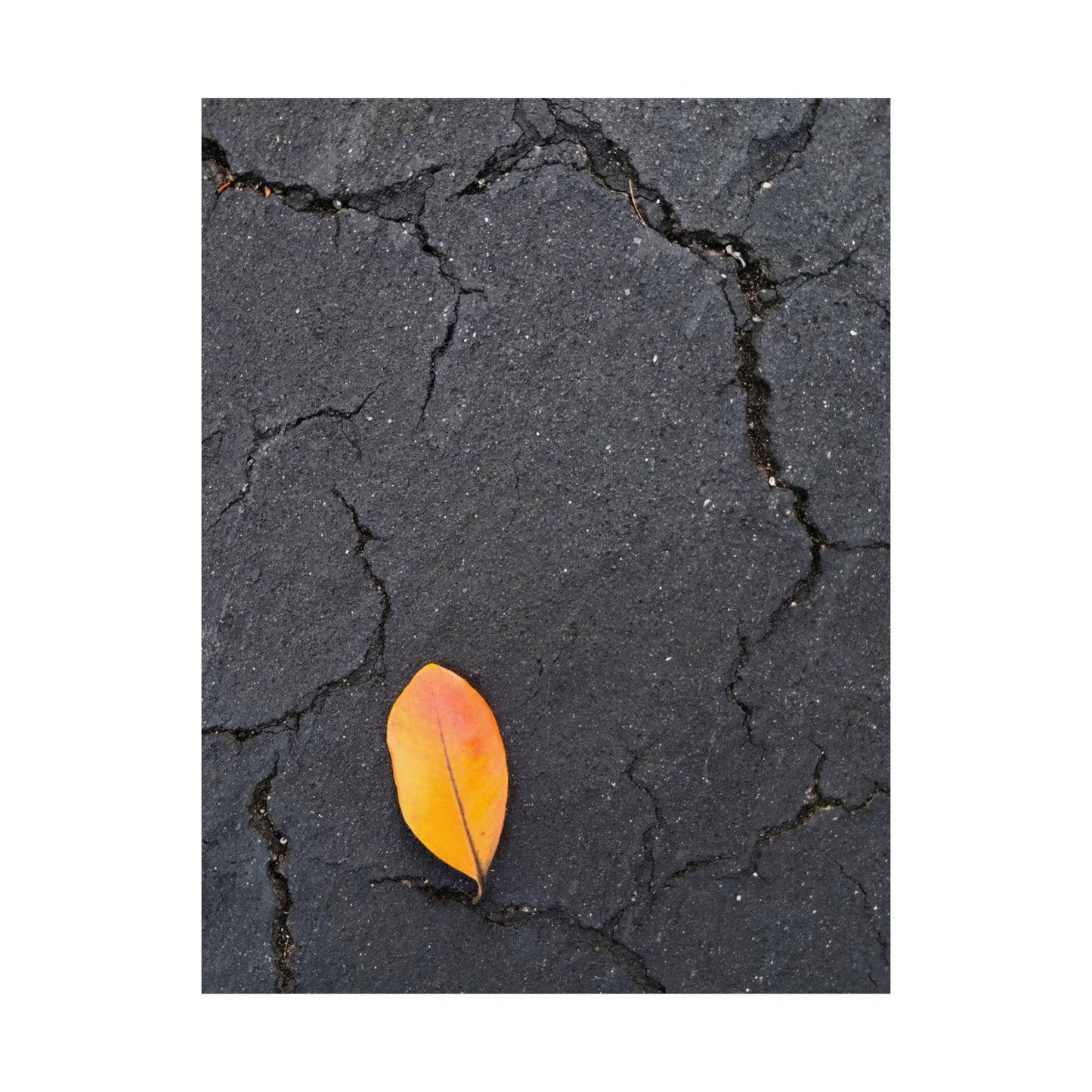 Orange Leaf Against Black Concrete Poster – Minimalist Nature Photography Wall Art