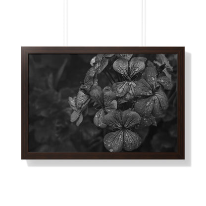 Geranium After a Light Rain Framed Print – Moody Botanical Floral Art, Monochrome Nature-Inspired Wall Decor