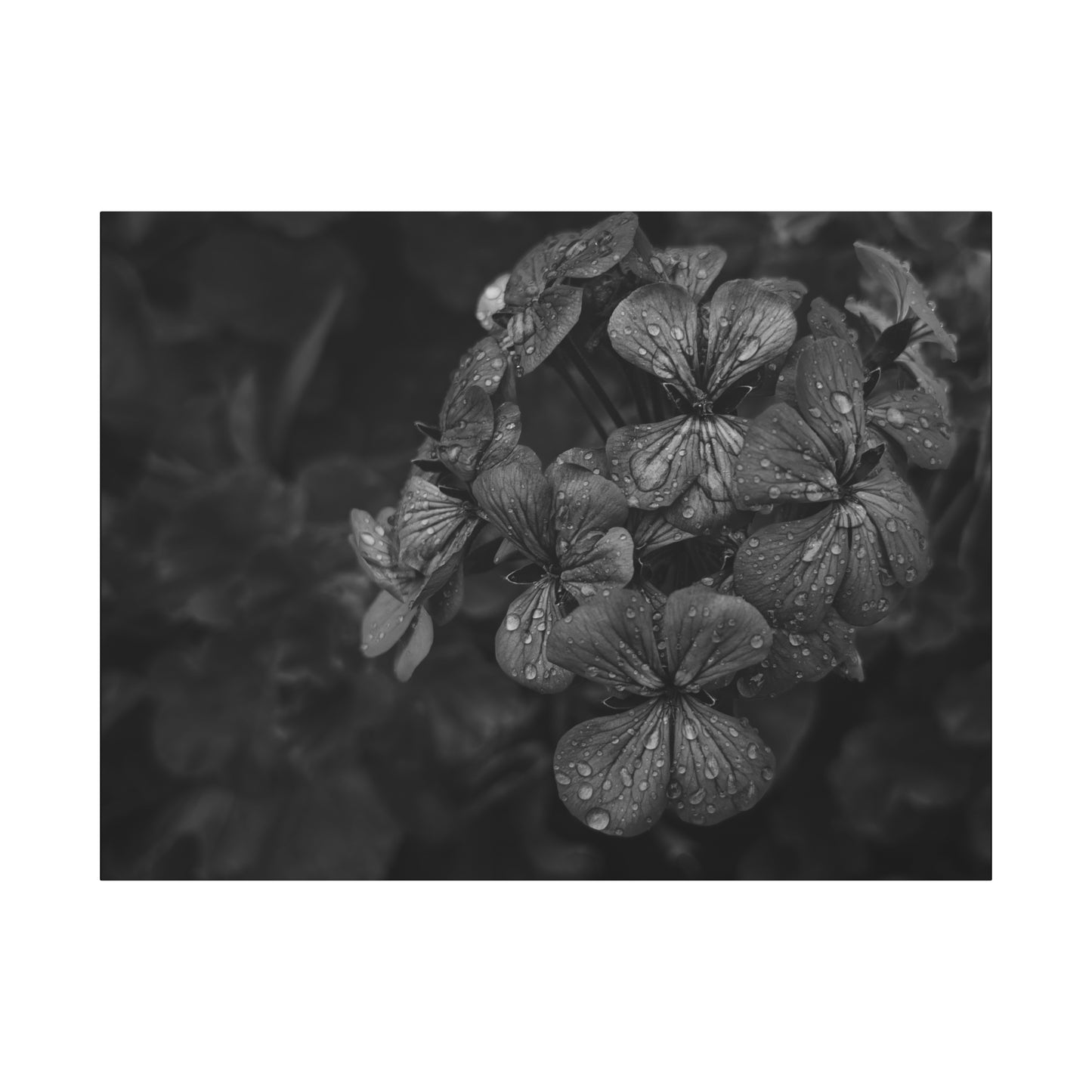Geranium print wall art in moody botanical aesthetic
