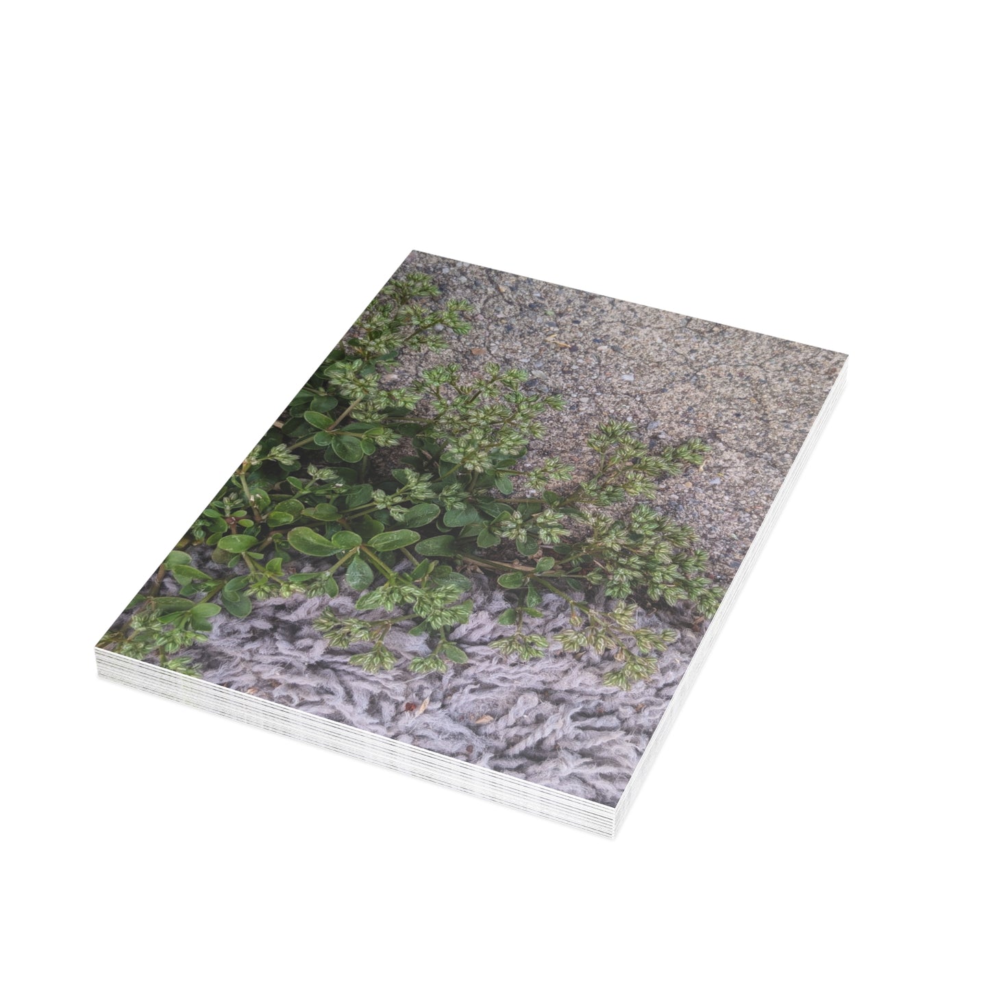 Where the Allseed Grows Postcard – Urban Nature Minimalist Botanical Stationery with Concrete Texture