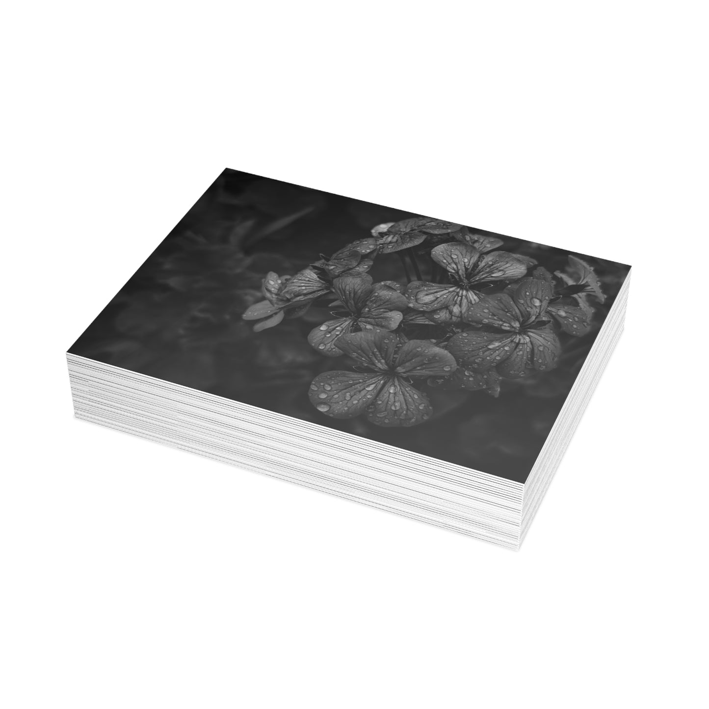 Geranium After a Light Rain Postcard – Moody Botanical Photography, Monochrome Floral Stationery for Thoughtful Correspondence