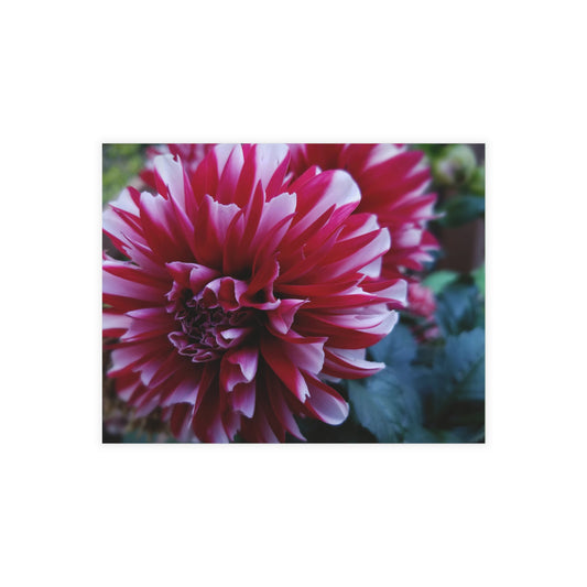 Red and White Dahlia Postcard – Botanical Floral Stationery for Garden-Inspired Correspondence