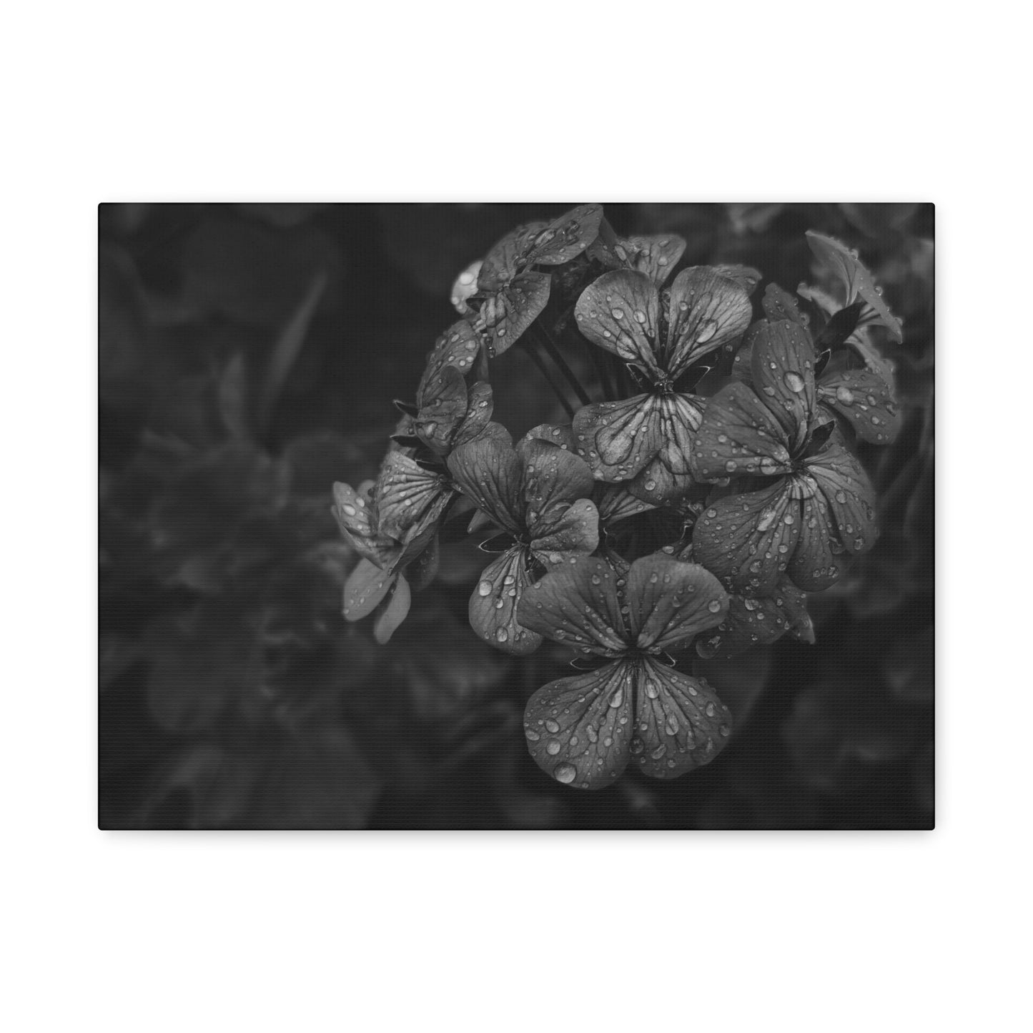 Botanical rain wall art featuring close-up geranium photography