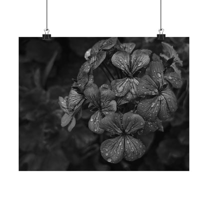 Geranium After a Light Rain Poster Print – Moody Botanical  Black and White Floral Photography Wall Art