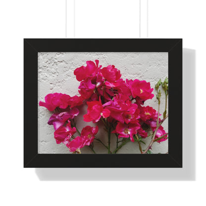 Bougainvillea Against White Stucco Wall Framed Print – Mediterranean Floral Wall Art, Summer Bloom Botanical Decor