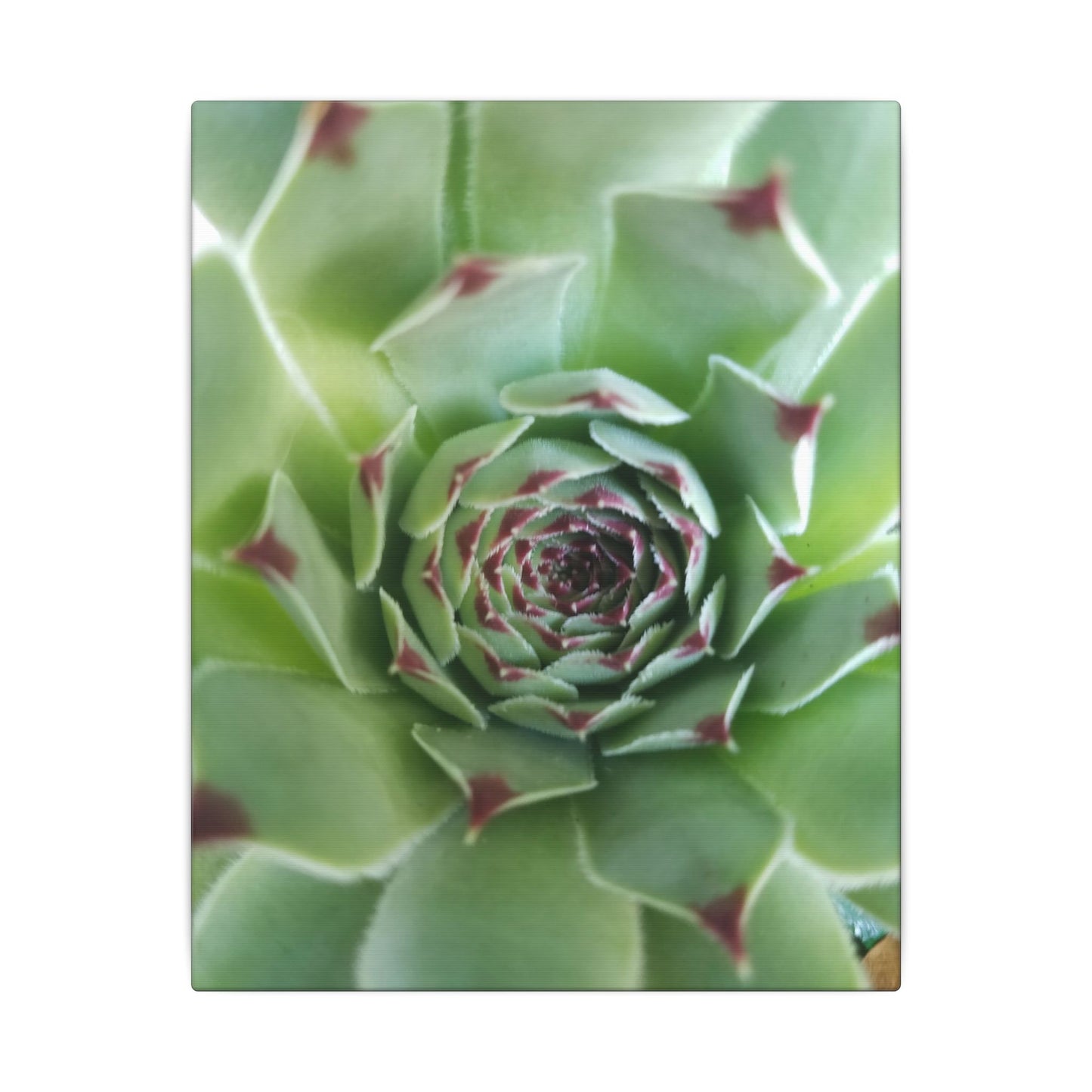 botanical succulent wall hanging