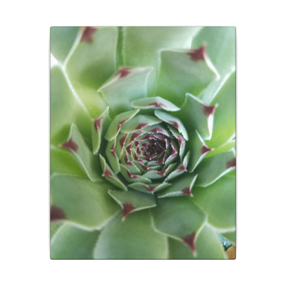 botanical succulent wall hanging