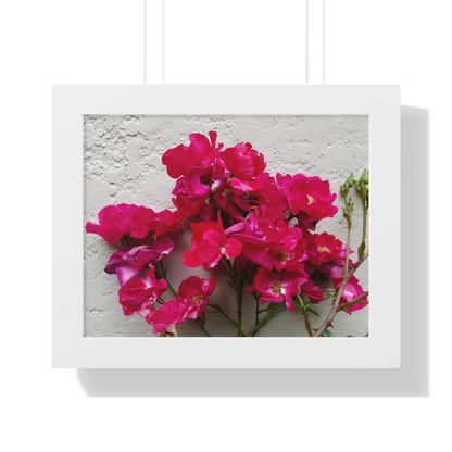 Bougainvillea Against White Stucco Wall Framed Print – Mediterranean Floral Wall Art, Summer Bloom Botanical Decor
