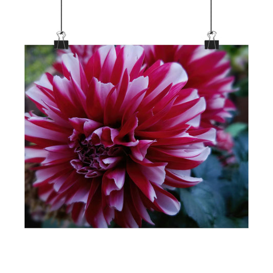Red and White Dahlia Wall Poster – Botanical Floral Art Print, Cottagecore Summer Bloom Decor