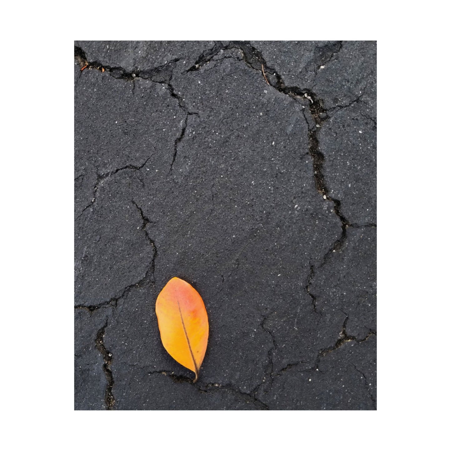 Orange Leaf Against Black Concrete Poster – Minimalist Nature Photography Wall Art