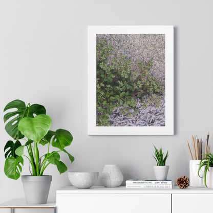 Where the Allseed Grows Framed Print – Urban Nature Minimalist Botanical Wall Art with Concrete Texture