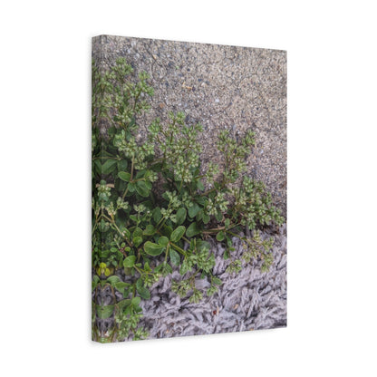 Where the Allseed Grows Canvas Print – Urban Nature Minimalist Botanical Wall Art with Concrete Texture