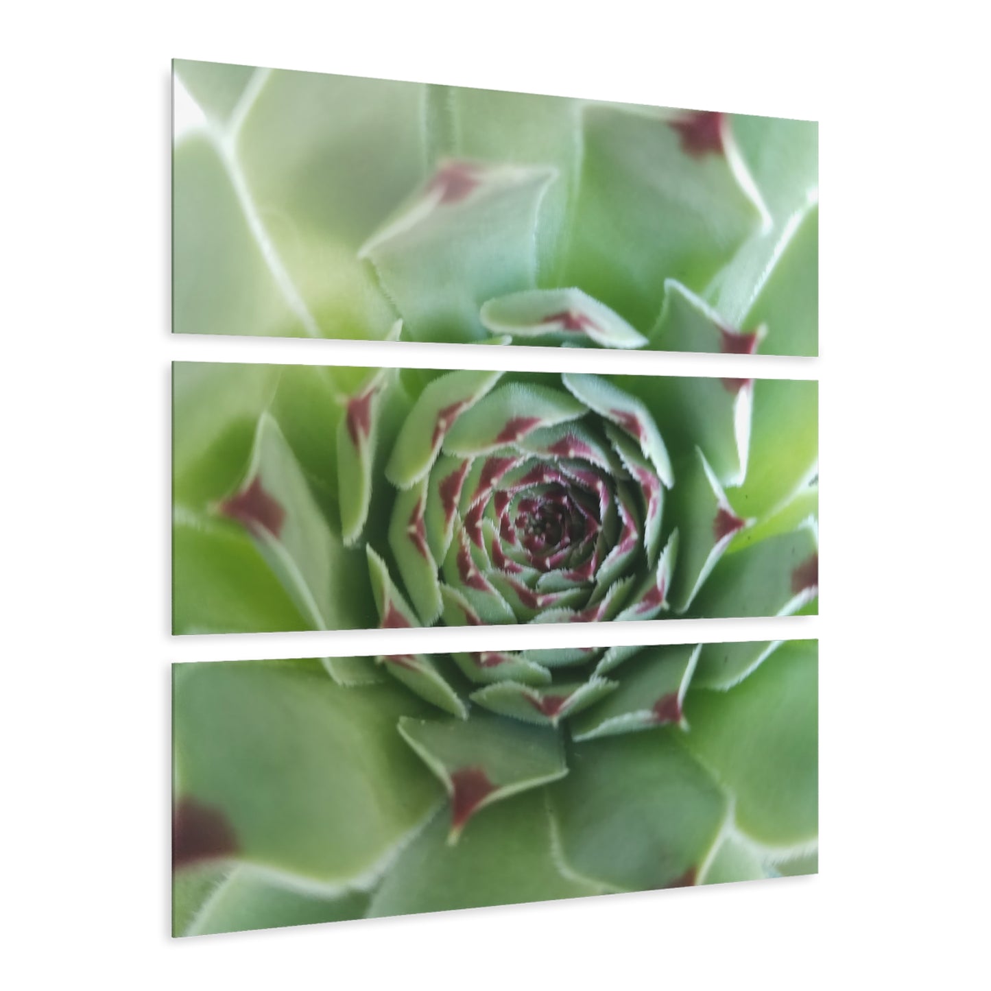 Pale Green Spikey Succulent Triptych Acrylic – Succulent with Green Red Tips Macro Photography Wall Art for Living Room