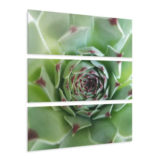 Pale Green Spikey Succulent Triptych Acrylic – Succulent with Green Red Tips Macro Photography Wall Art for Living Room