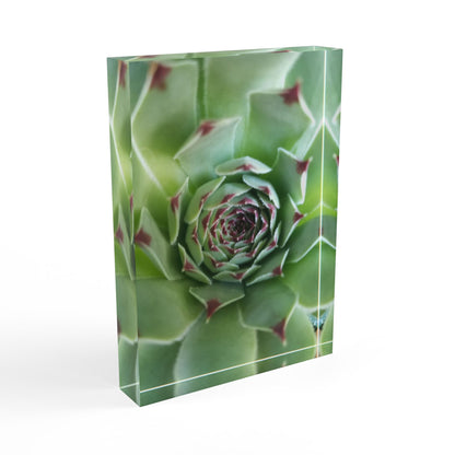 Pale Green Spiky Succulent Acrylic Block – Minimalist Botanical Desk Decor for Plant Lovers