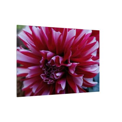 Red and White Dahlia Canvas Print – Bright Floral Nature Photography Wall Art