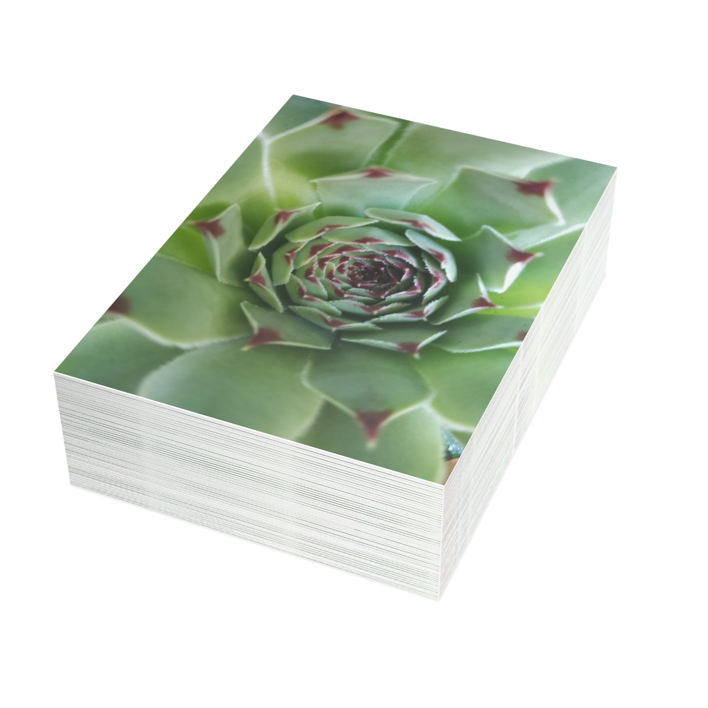 Pale Green Spiky Succulent Postcard – Botanical Art Print for Calm Minimalist Correspondence and Decor