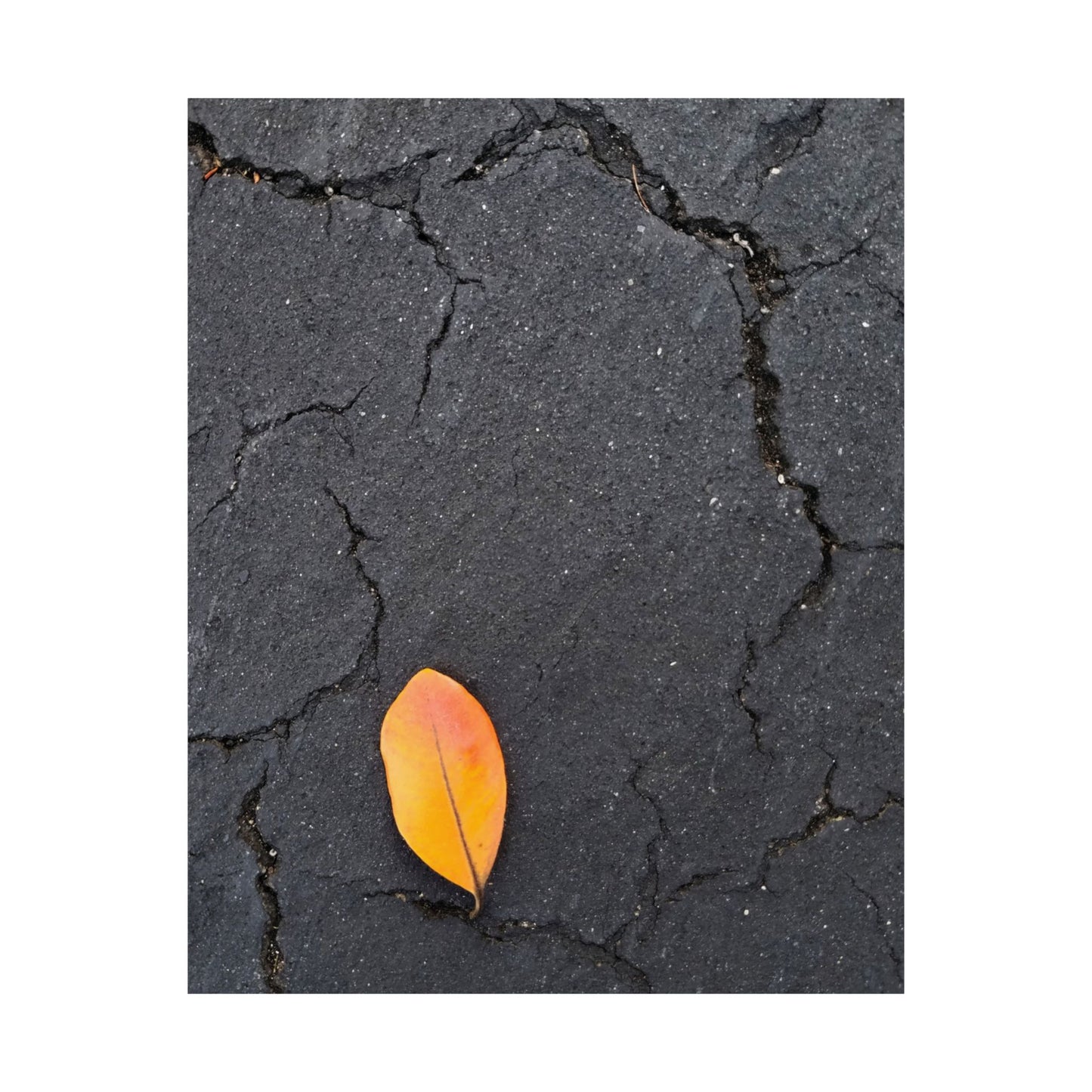 Orange Leaf Against Black Concrete Poster – Minimalist Nature Photography Wall Art